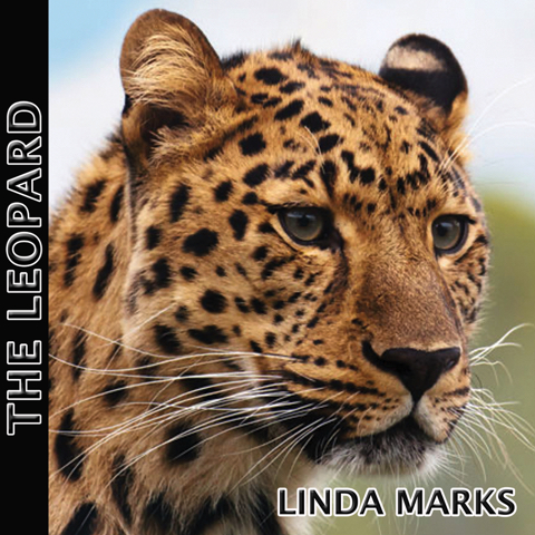 MARKS_Leopard